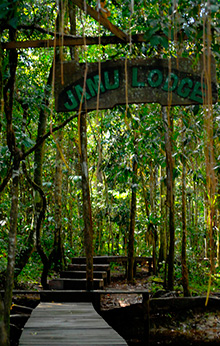 Amazon rainforest tour