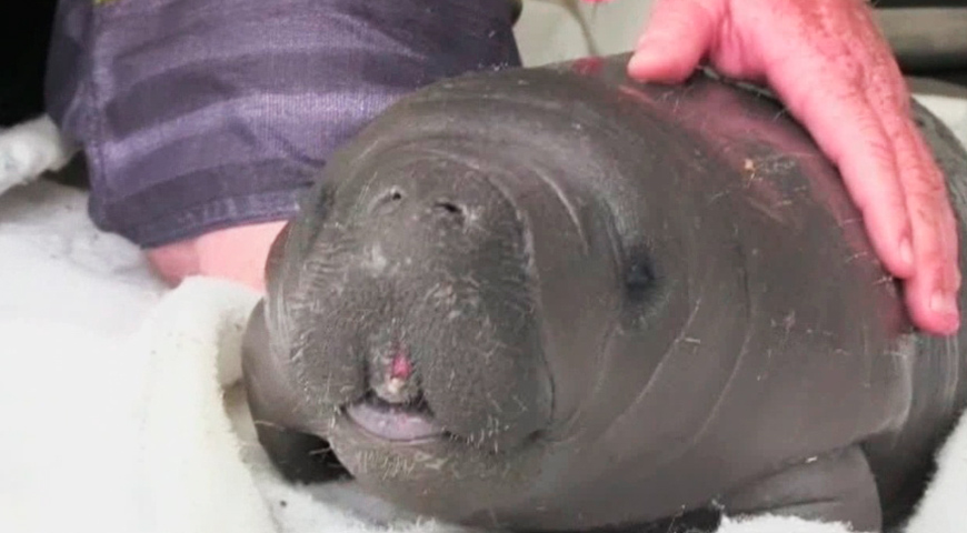 Manatee amazon Rainforest