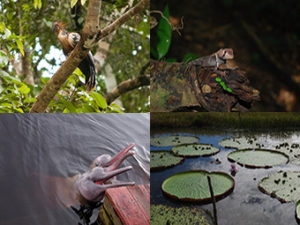 amazon river tour