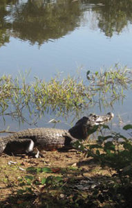 amazon river tour