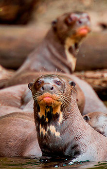 amazon river tour