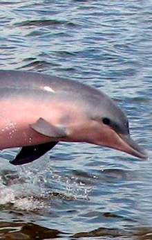 Pure Amazon: Low water season 5D/4N Experience, starting on Nauta Pure Amazon: Low water season 5D/4N Experience, starting on Nauta