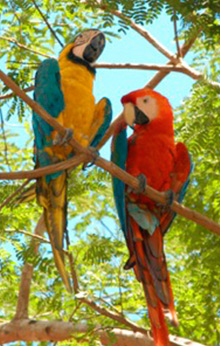 peru amazon cruise