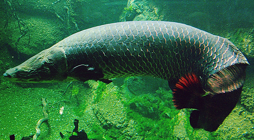 Arapaima, Giant  Fish in Danger