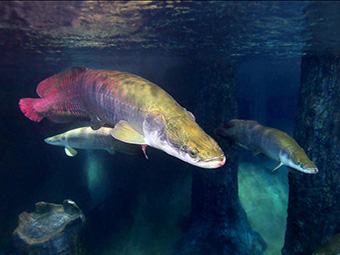 Arapaima, Giant  Fish in Danger