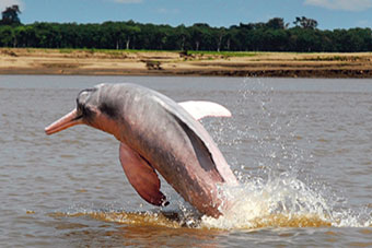 delfin cruises amazon river