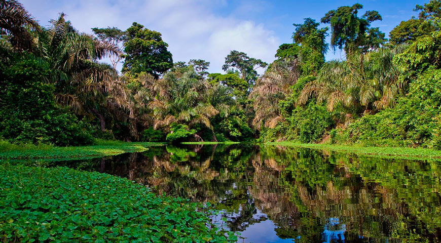 amazon rainforest cruise