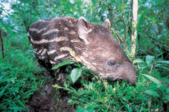 amazon rainforest brazil tour