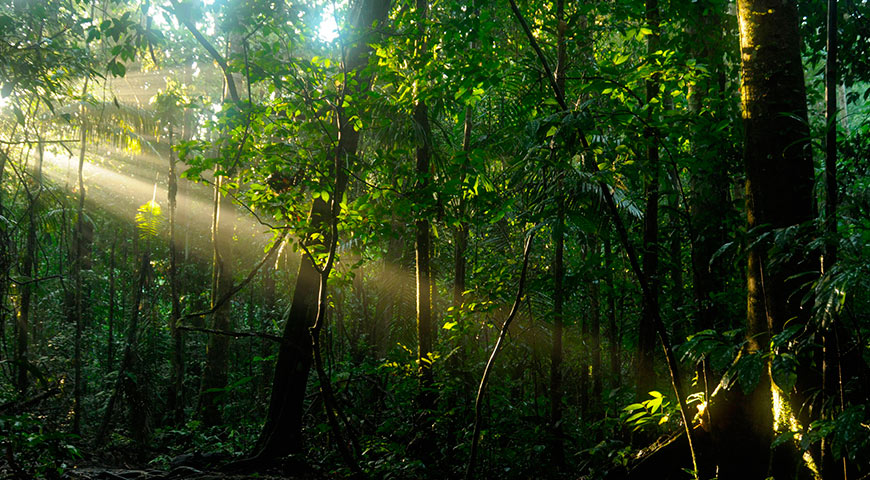 Amazon jungle tour