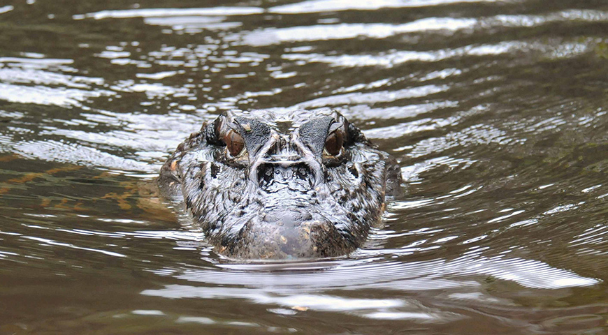 Amazon river cruises