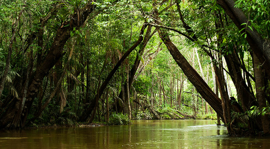 Amazon rainforest tour