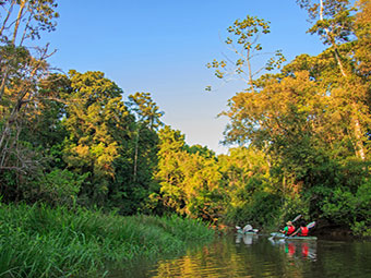 amazon rainforest tour