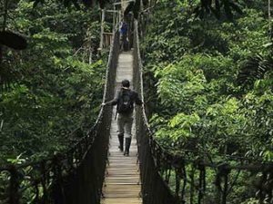 amazon rainforest tour