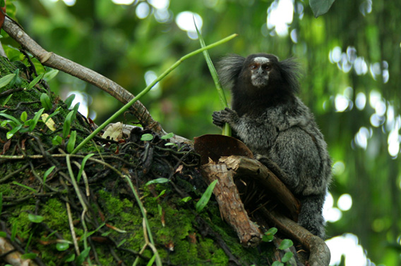 cruises on the amazon river