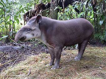 Tapir