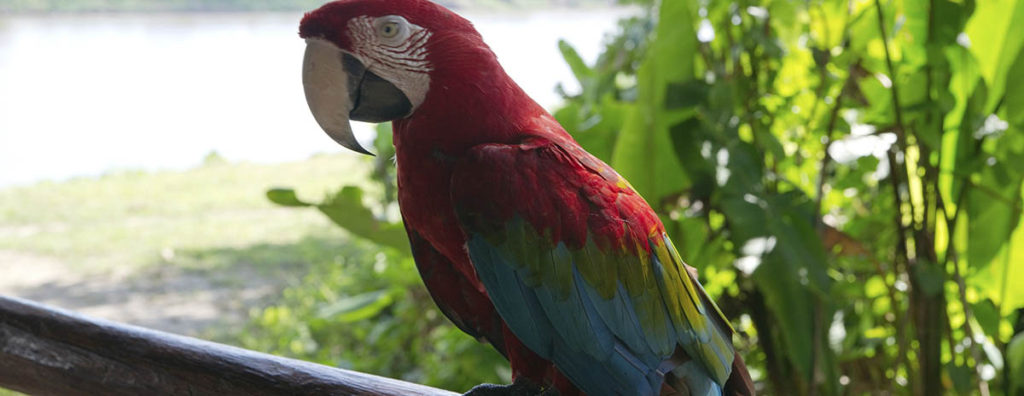 Peru Iquitos Parrot