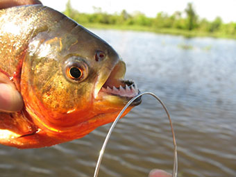 Piranha Fishing,  River Trip