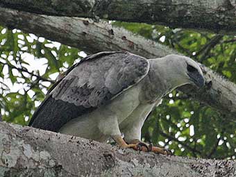 brazil amazon tour