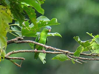 cruise the amazon