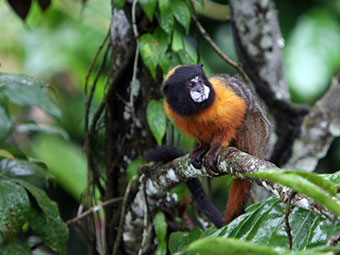 Amazon rainforest tour