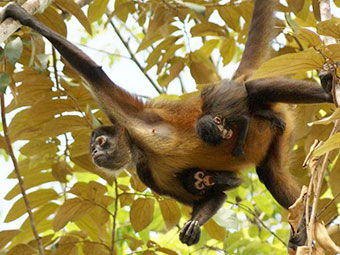 Amazon rainforest tour