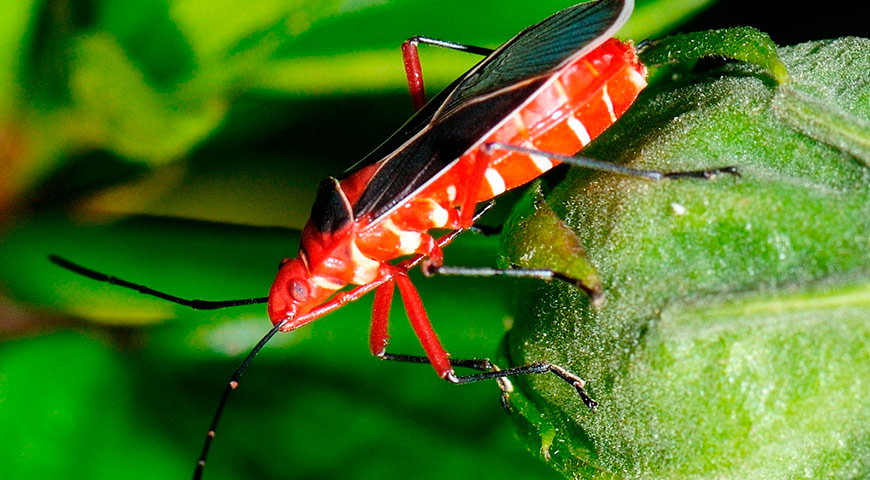 amazon rainforest brazil tour