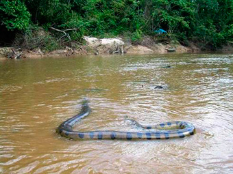 amazon river tour