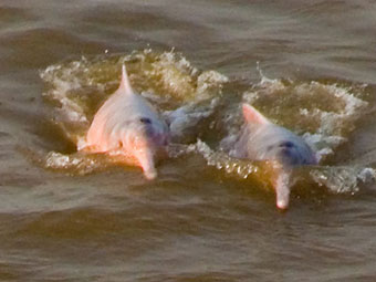delfin ii amazon river cruises