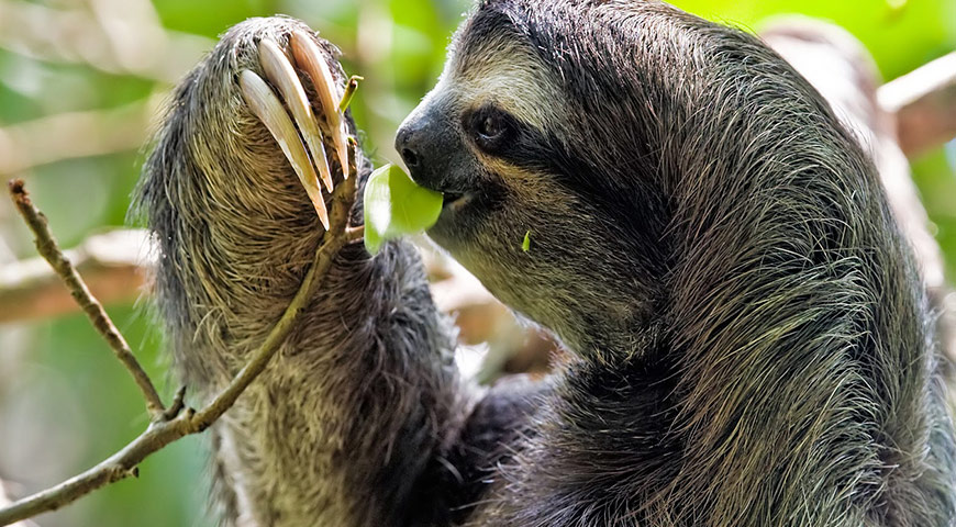 amazon rainforest tour