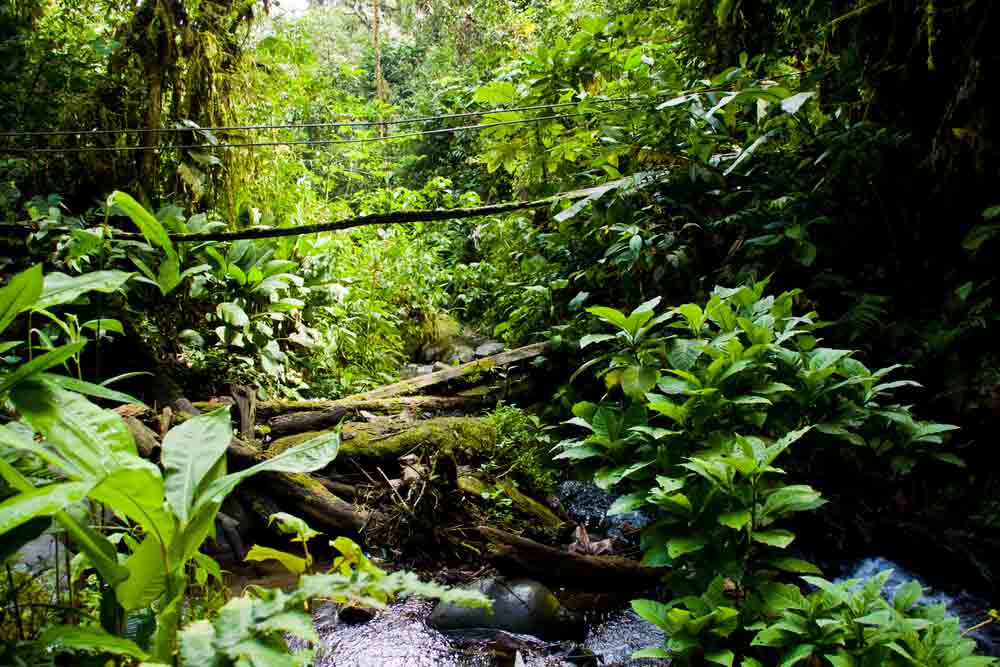 Amazon Rainforest