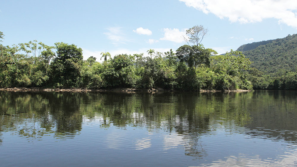 Amazon Rainforest Plants