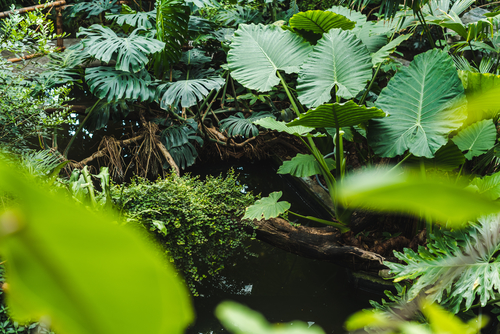 the-plants-of-the-tropical-rainforest