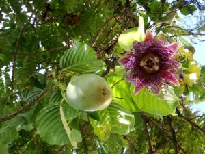 passion fruit flower-amazon cruise