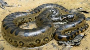 green anaconda-amazon cruise