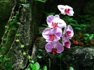 orchids-Brazil Amazon cruise