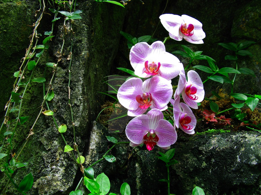 orchids