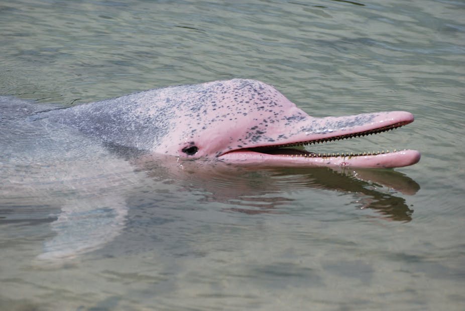 pink dolphin