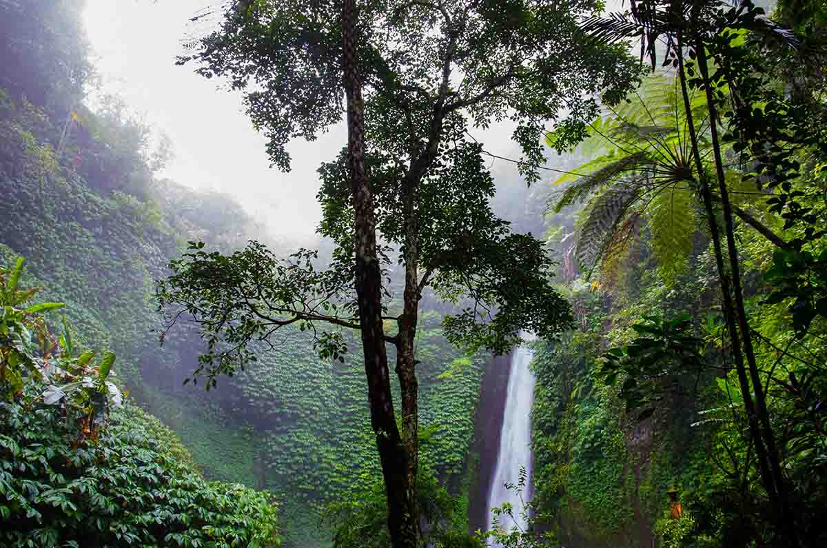 Amazon rainforest