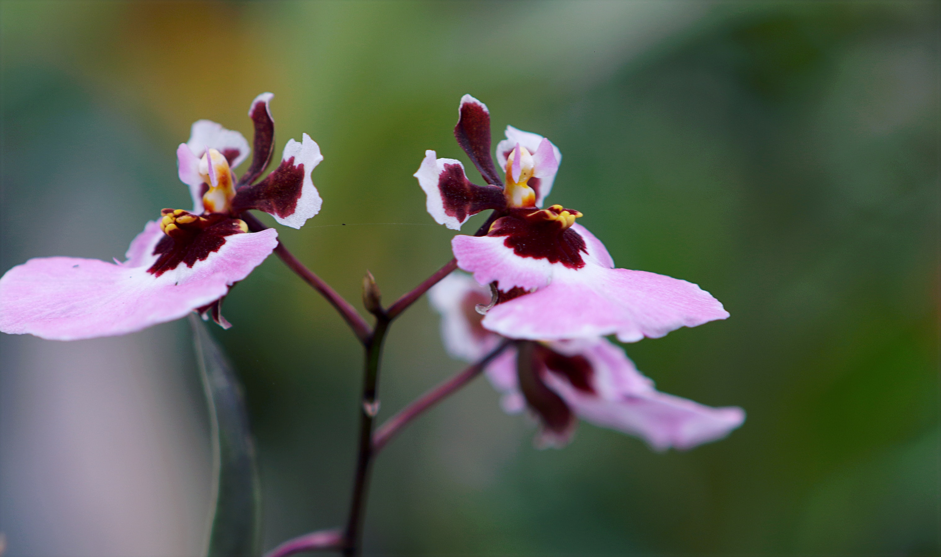 peru orchids