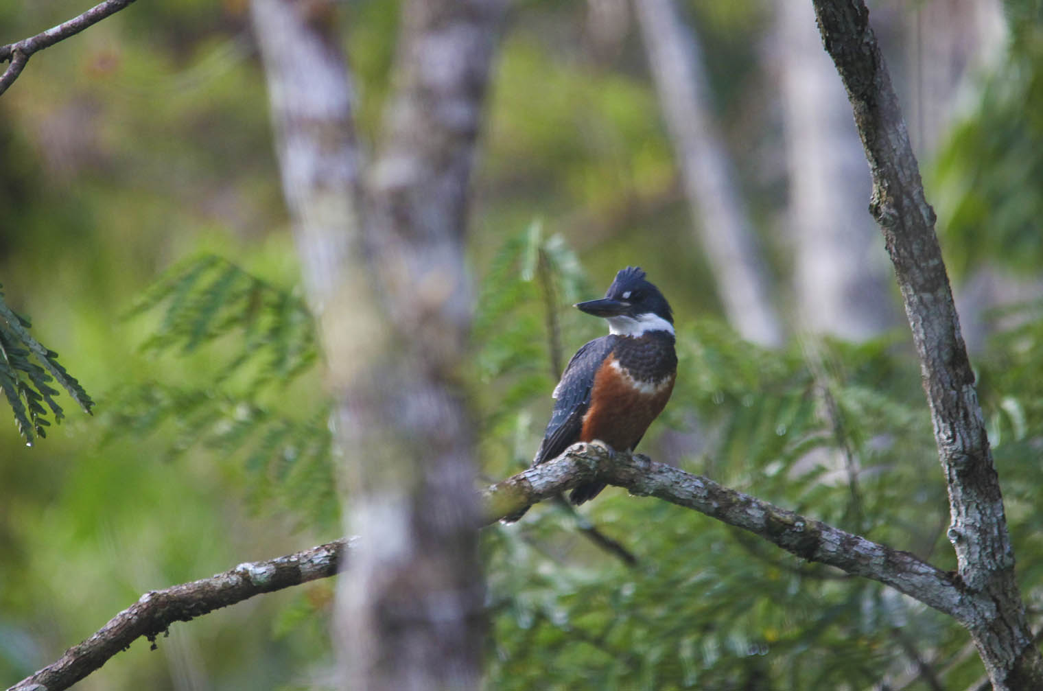 Amazon Rainforest Birds