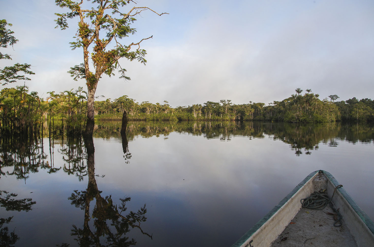 Amazon rainforest