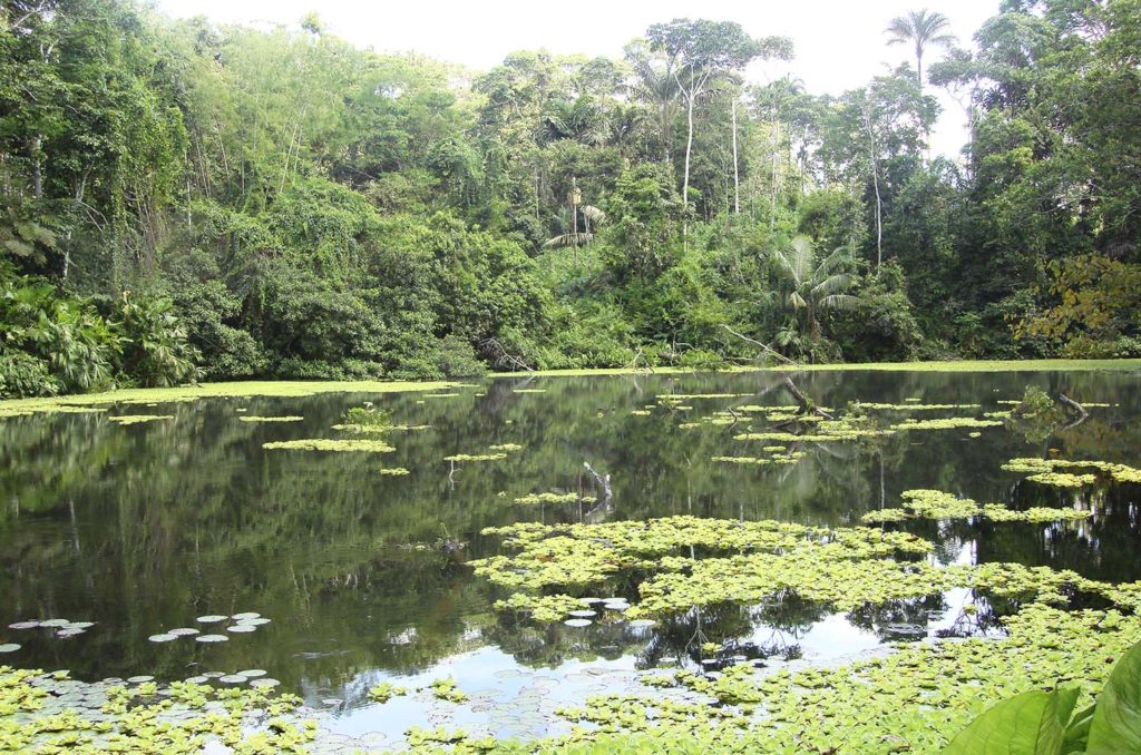 Amazon Rainforest River