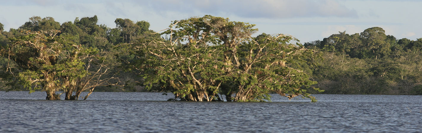 Cuyabeno Reserve | Ecuador | Amazon Rainforest
