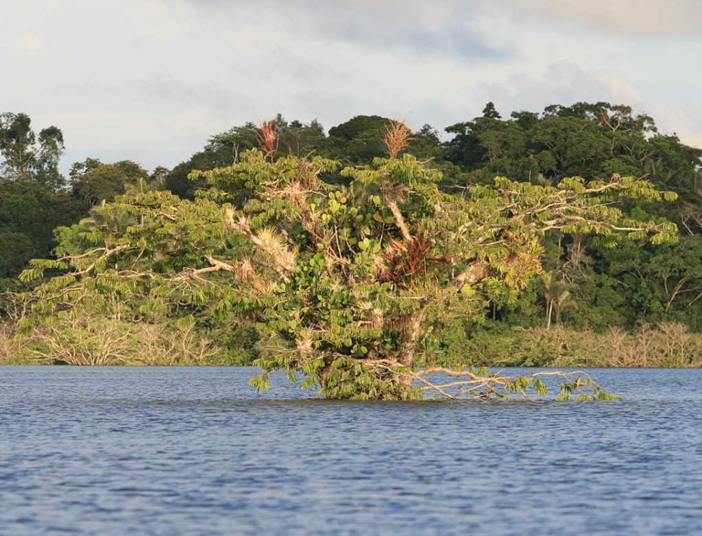 Amazon Rainforest