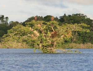 Amazon Rainforest