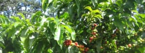 Coffee Amazon Rainforest