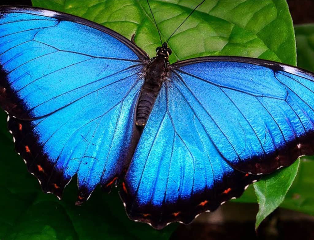 Morpho Butterfly