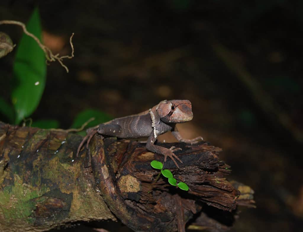 Peru Amazon Rainforest