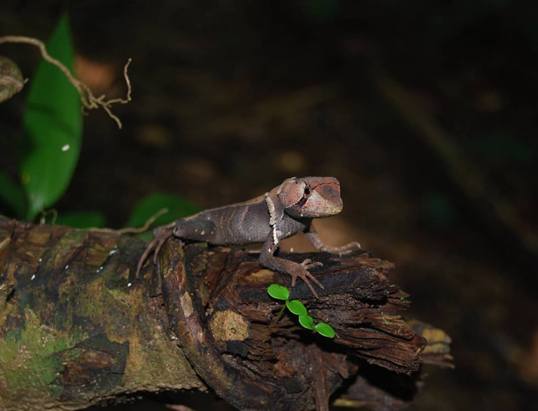 Peru Amazon Rainforest