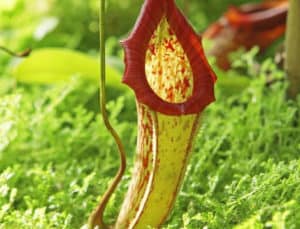 Pitcher Plant | Amazon Rainforest